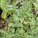 Image of Wahlenbergia cuspidata Brehmer