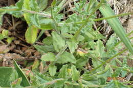 Image of Wahlenbergia cuspidata Brehmer