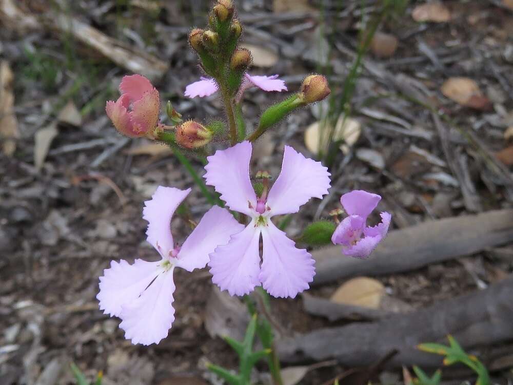 Image de Stylidium albomontis Carlq.