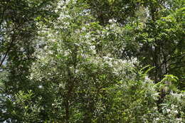 Image of Prostanthera lasianthos Labill.