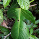 Image of Philodendron panduriforme (Kunth) Kunth