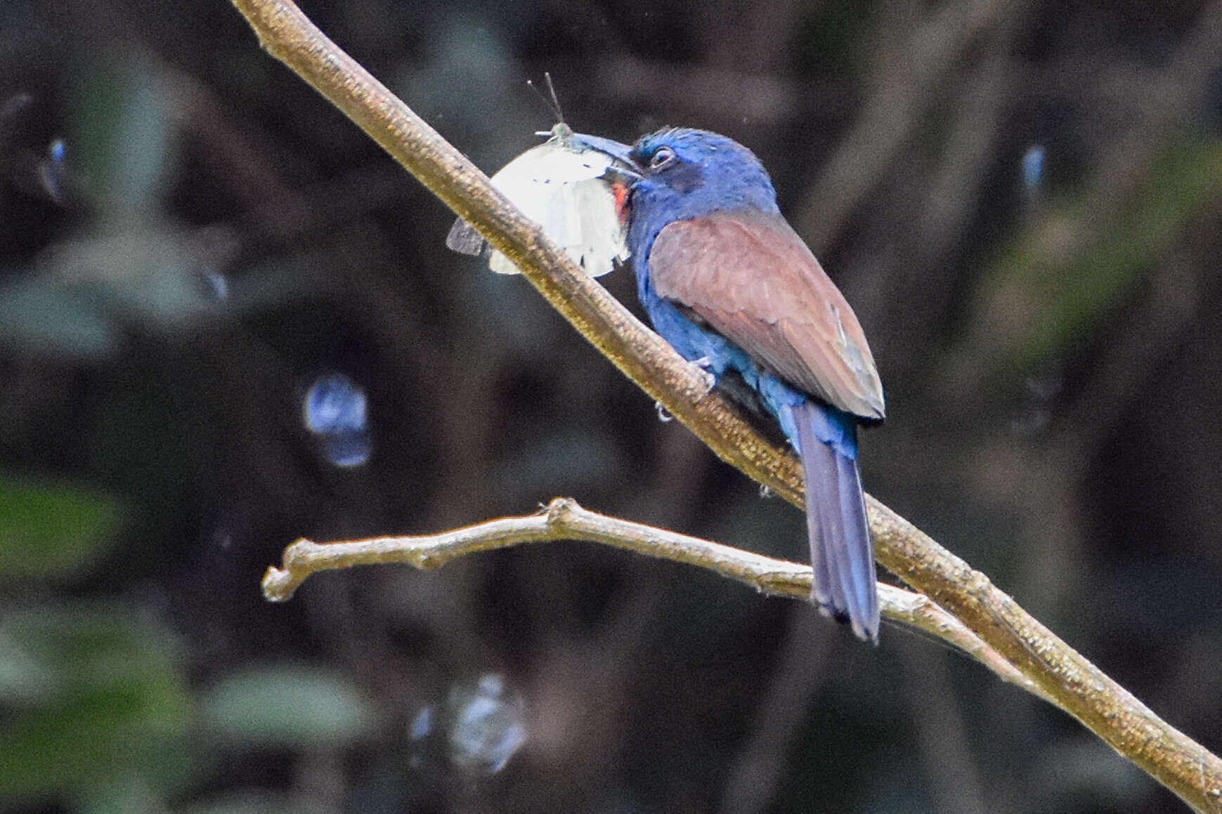 Image de Guêpier à moustaches bleues