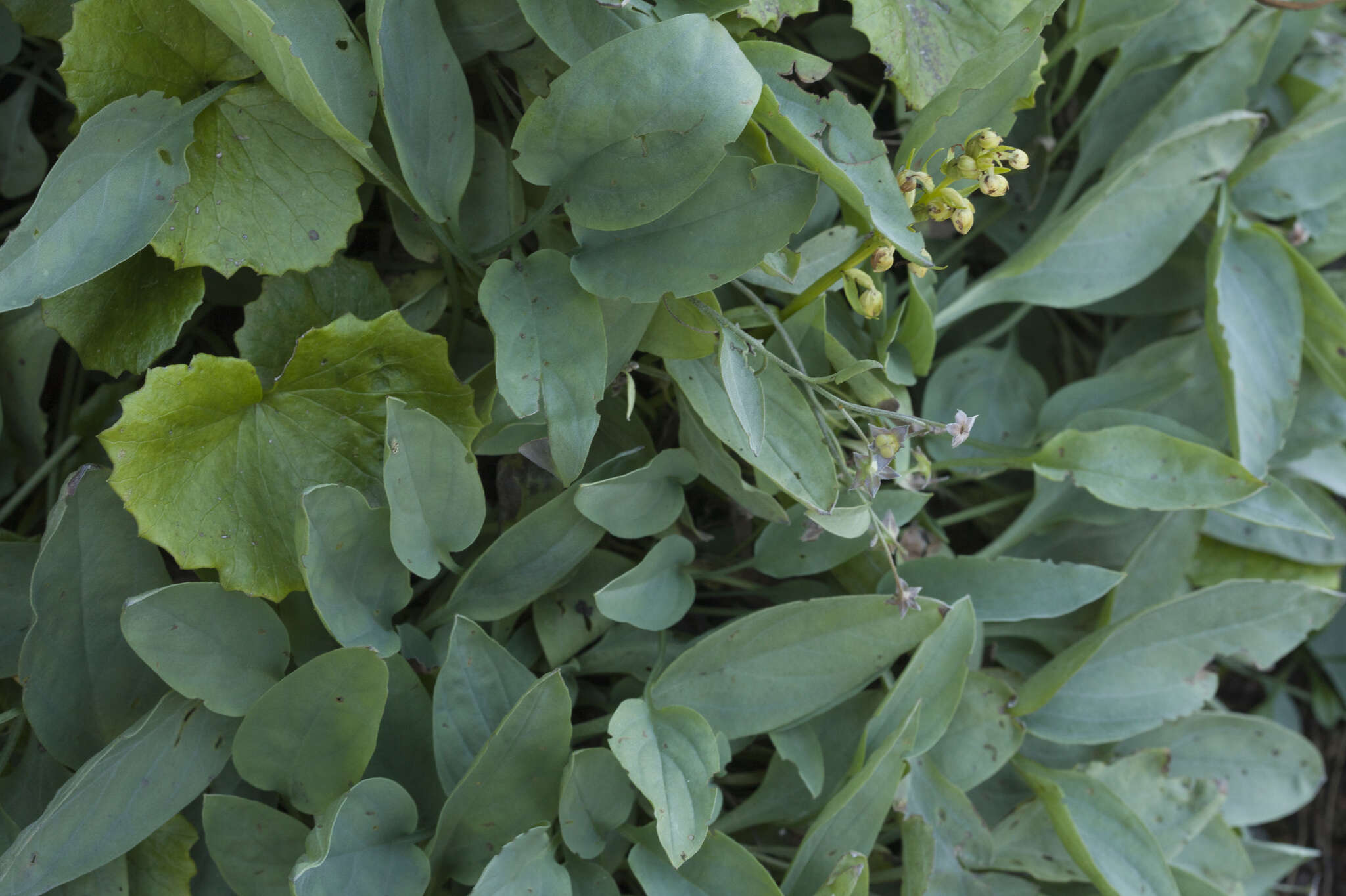 Image of Omphalodes rupestris Rupr. ex Boiss.