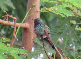 Image de Chrysuronia coeruleogularis (Gould 1851)