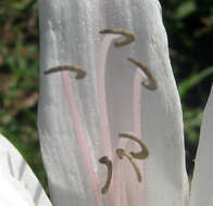 Image de Crinum lugardiae N. E. Br.