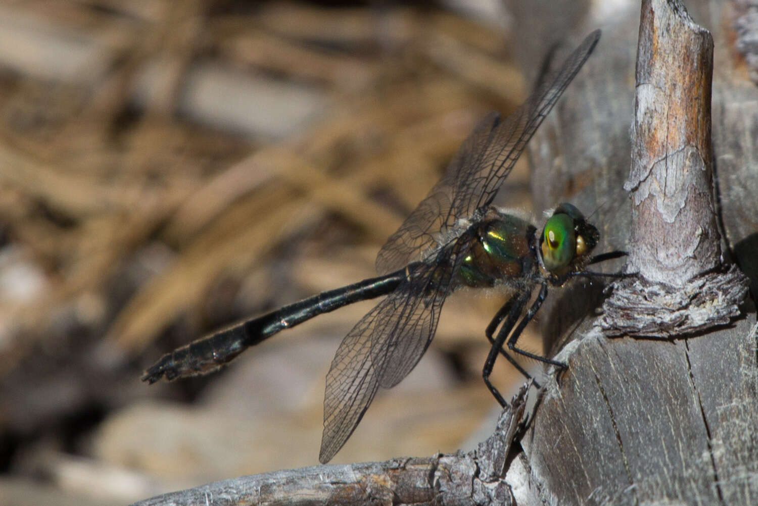 Image of American Emerald