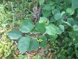 Sivun Viburnum edule (Michx.) Raf. kuva