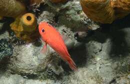 Image of Cardinal Soldierfish