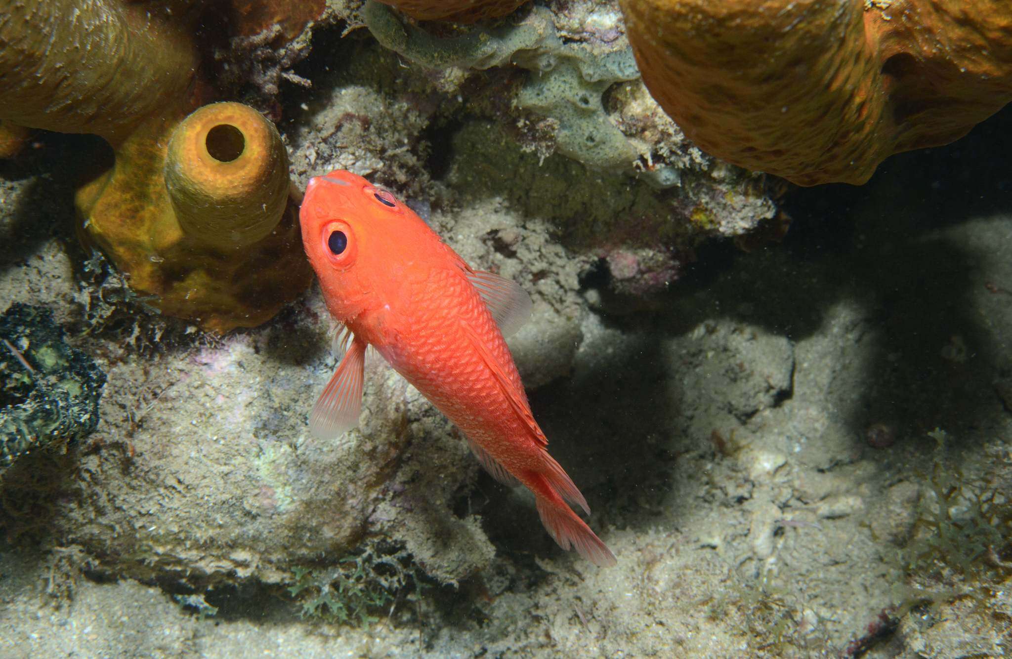 Image of Cardinal Soldierfish