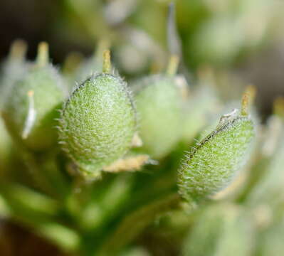 Image of Alyssum umbellatum Desv.