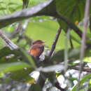 Image of <i>Onychorhynchus coronatus swainsoni</i>