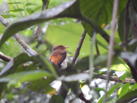 صورة <i>Onychorhynchus coronatus swainsoni</i>