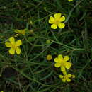 Image of Ranunculus flammula L.