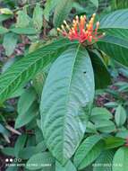 Image of Ixora congesta Roxb.