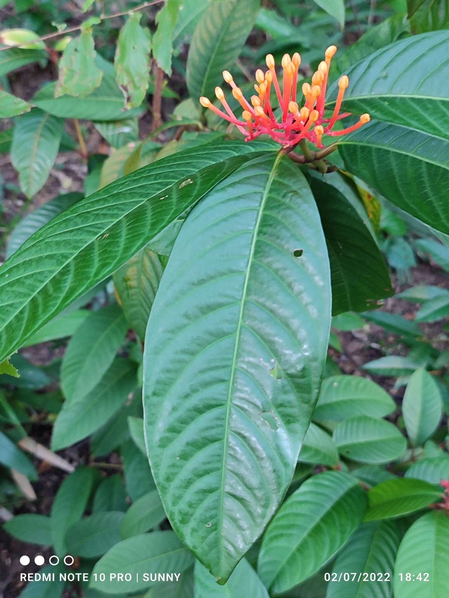 Image of Ixora congesta Roxb.