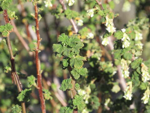 Image of whiteflower currant