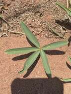 Image of Tephrosia lupinifolia DC.