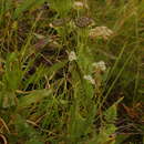 Schulzia crinita (Pall.) Spreng. resmi