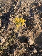 Ericameria parryi var. nevadensis (A. Gray) G. L. Nesom & G. I. Baird resmi