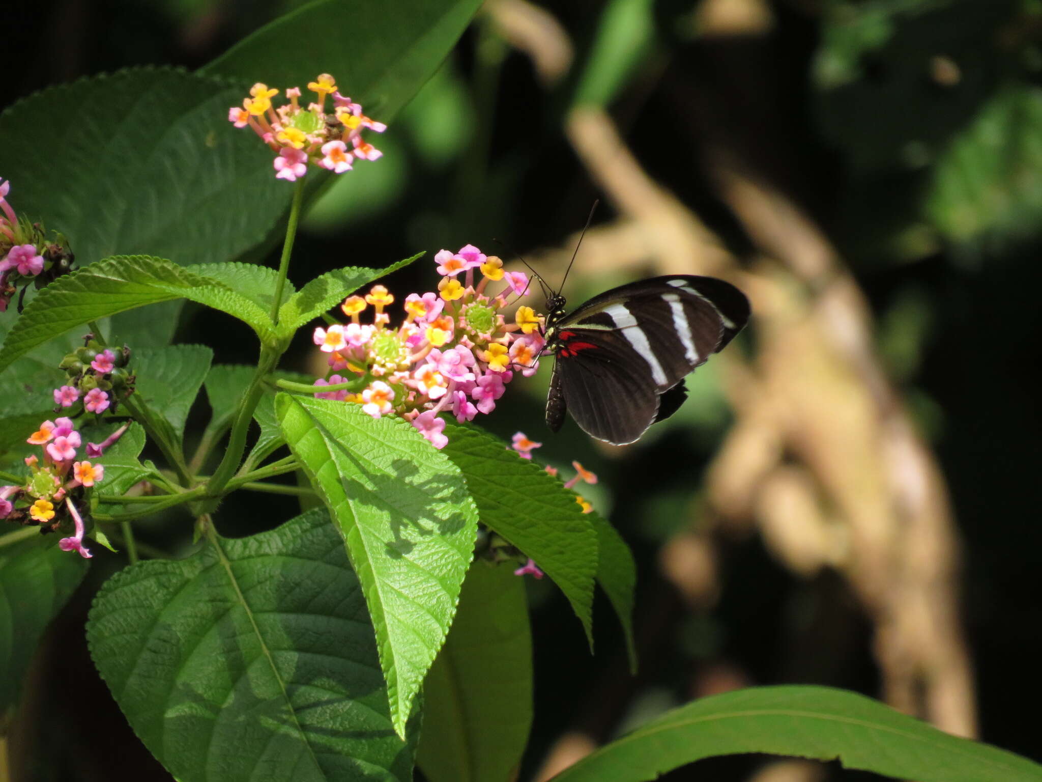 Image of Heliconius antiochus Linnaeus 1767