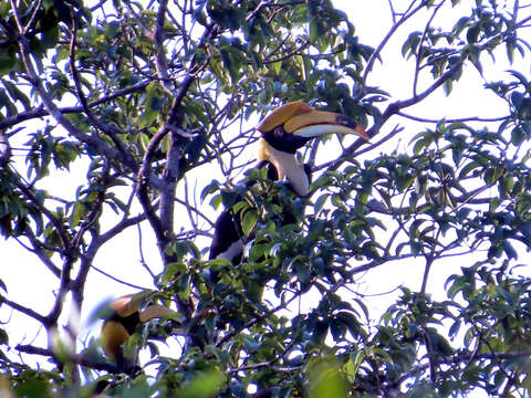 Image of Great Indian Hornbill