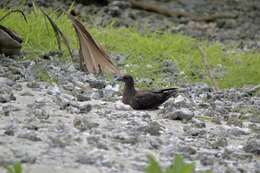 Image of Christmas Shearwater