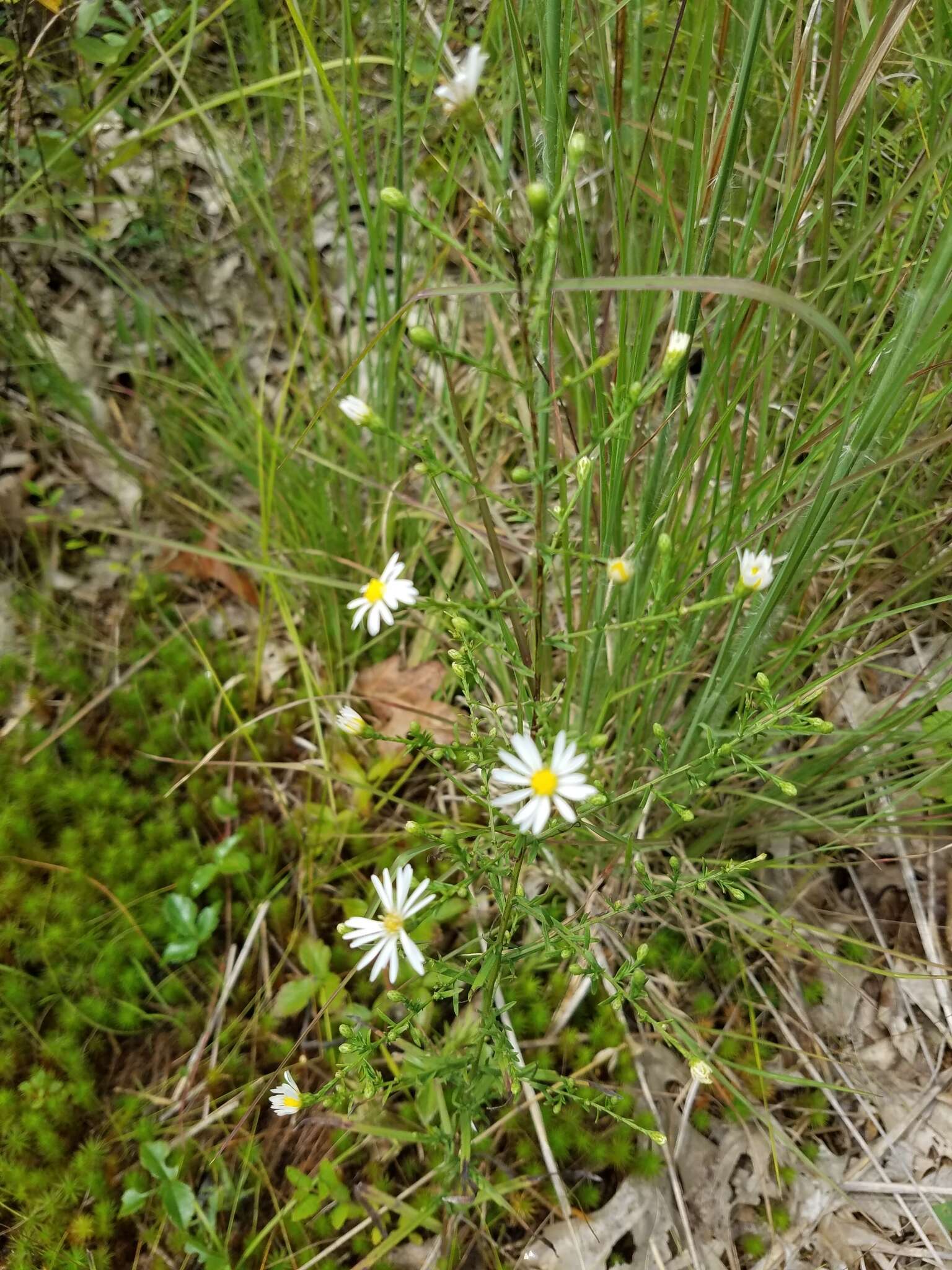 Image of rice button aster