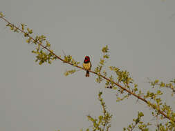 Image of Black-collared Barbet