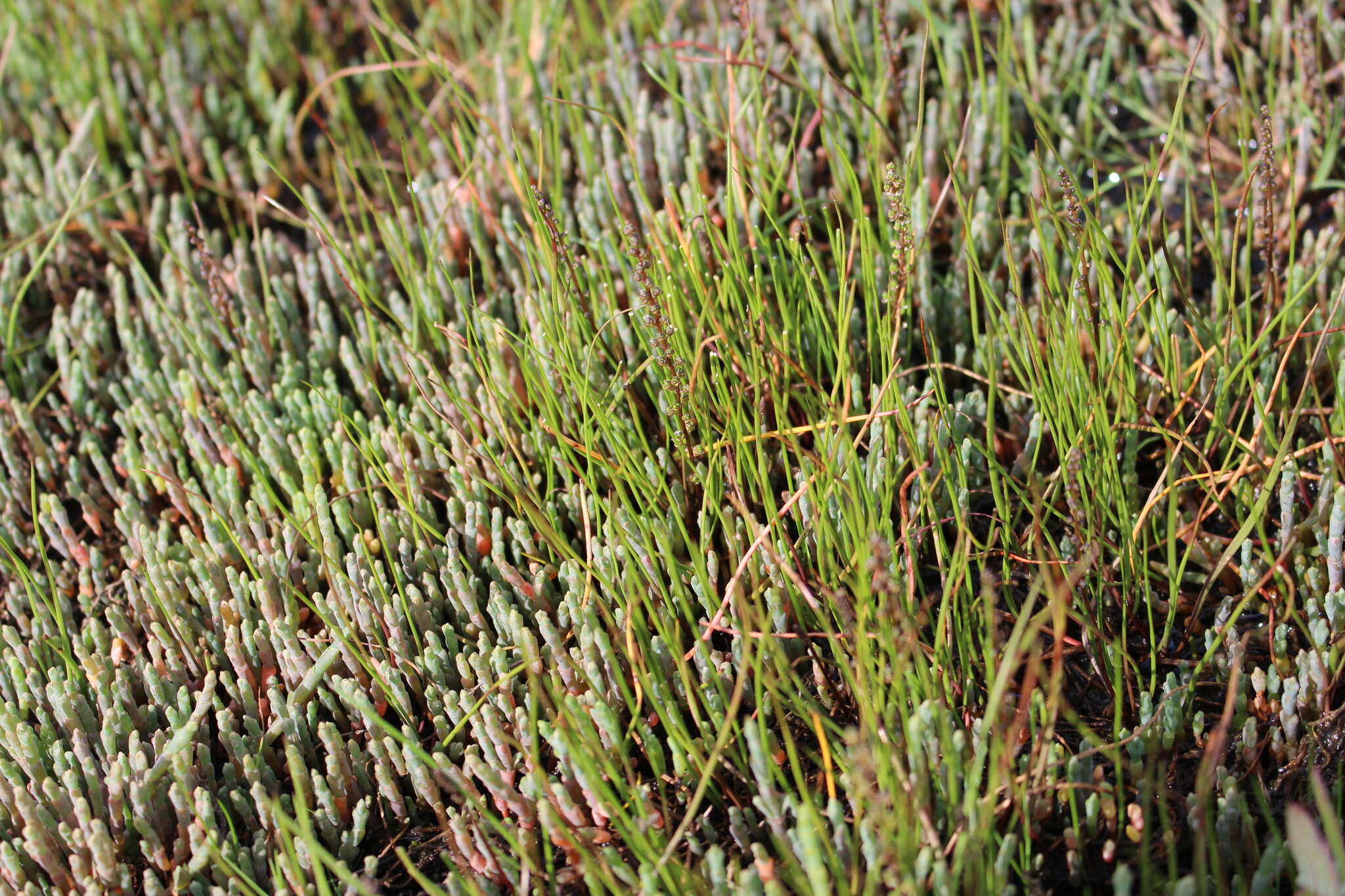 Image of three-rib arrowgrass