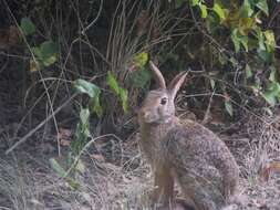 Image of Swamp Rabbit