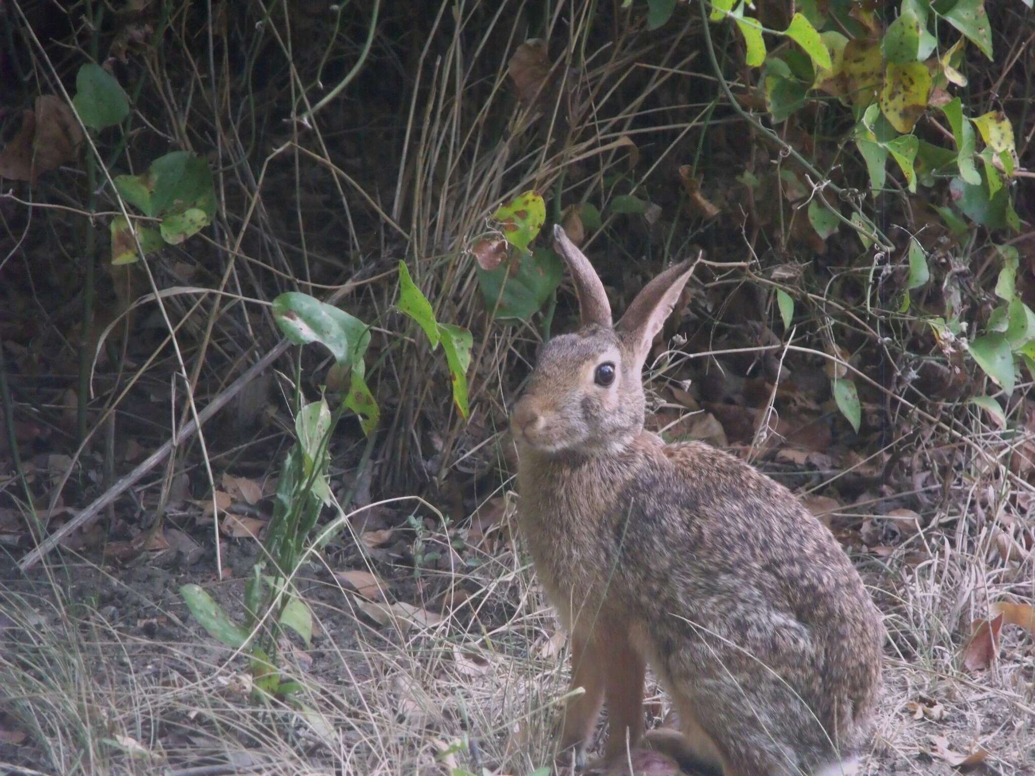 Image of Swamp Rabbit