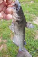 Image of White catfish