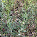 Image of Haplophyllum villosum (M. Bieb.) G. Don fil.