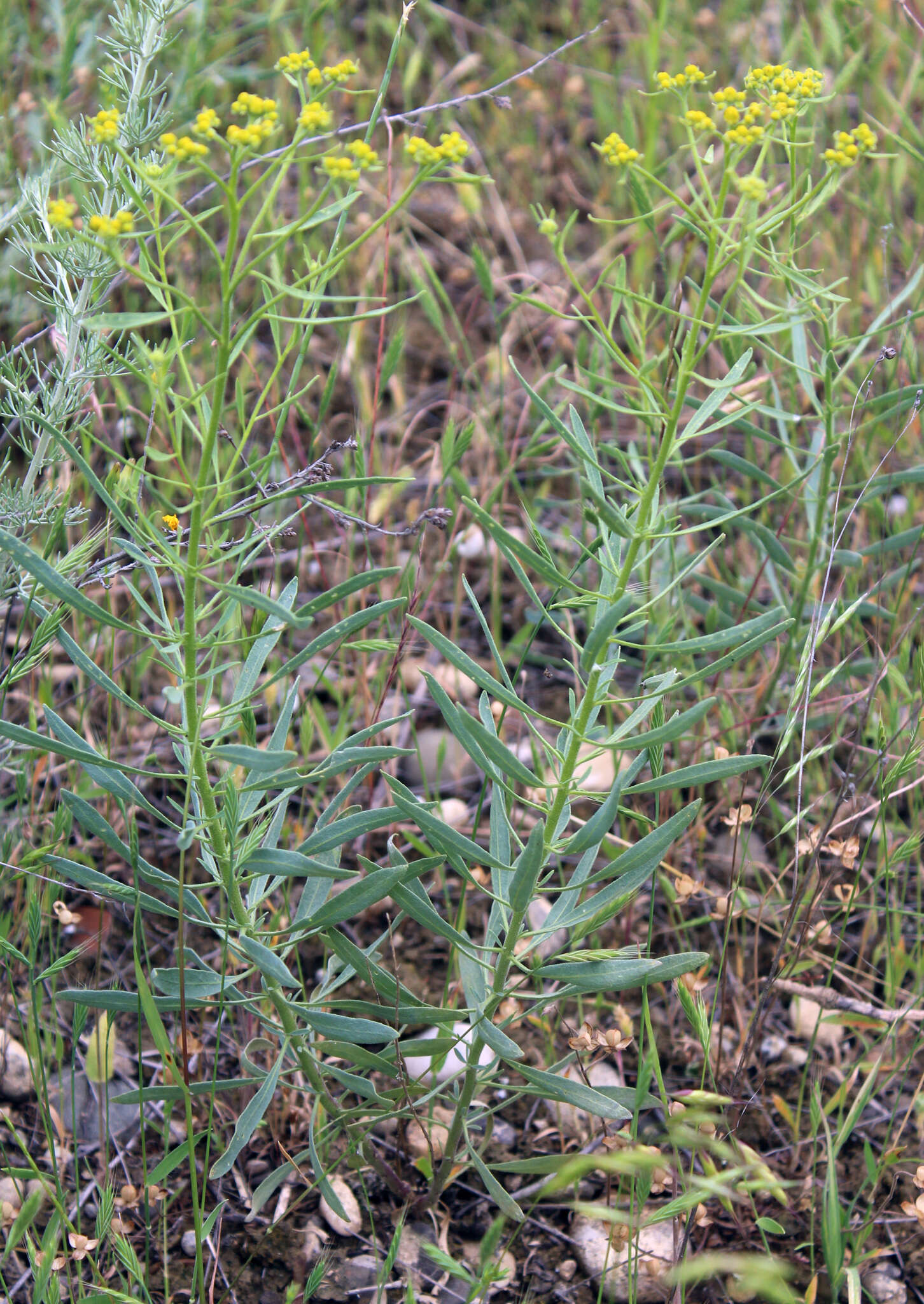 Image of Haplophyllum villosum (M. Bieb.) G. Don fil.