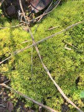 Image of trichostomum moss