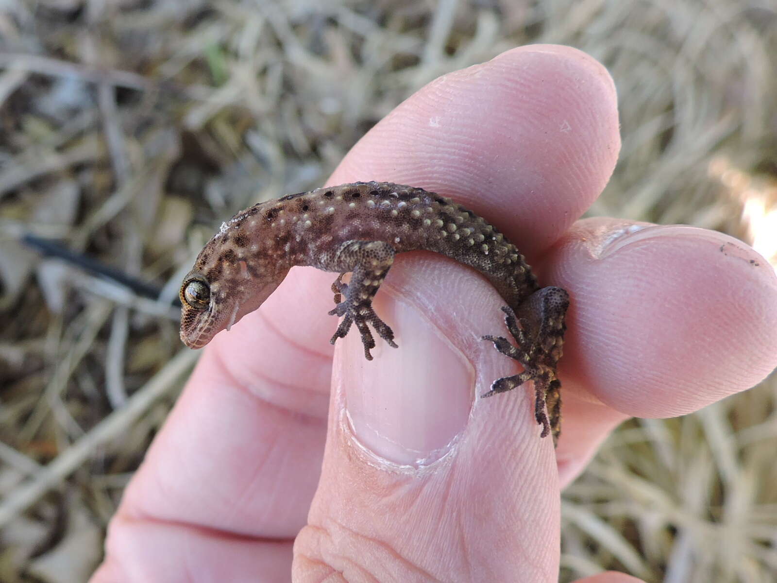 Image of mediterranean house gecko