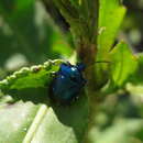 <i>Dorycoris pavonius</i> resmi