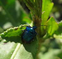 <i>Dorycoris pavonius</i> resmi