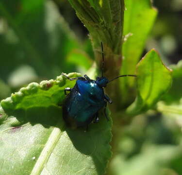 Image of <i>Dorycoris pavonius</i>