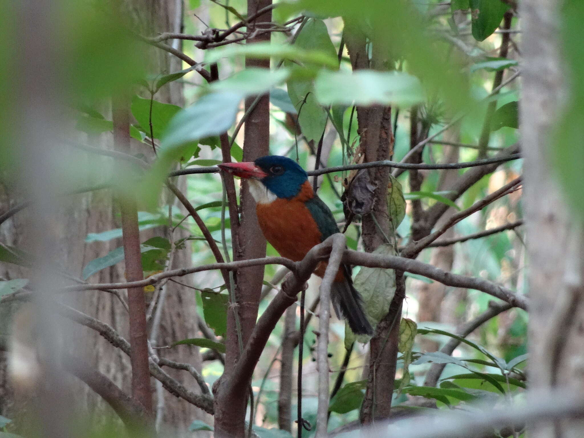 Image of Blue-headed Kingfisher