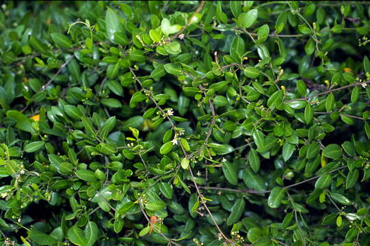 Image of fragrant swallow-wort