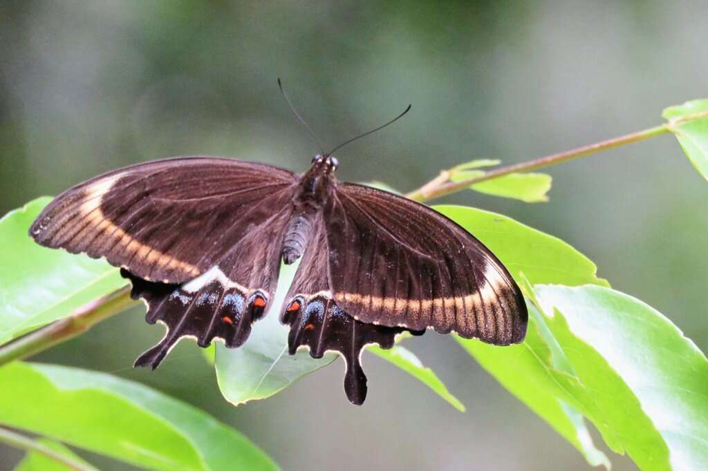 Imagem de Papilio fuscus Goeze 1779