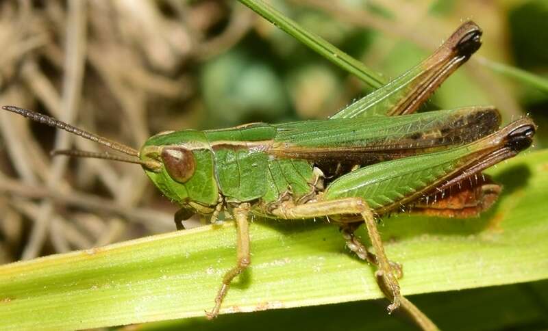 Imagem de Omocestus (Omocestus) panteli (Bolívar & I. 1887)