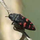 Image of Acmaeodera pulchra (Fabricius 1793)