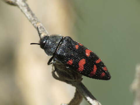 Image de Acmaeodera pulchra (Fabricius 1793)