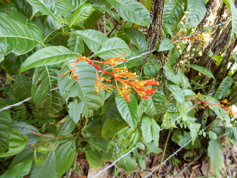 Plancia ëd Palicourea crocea (Sw.) Schult.