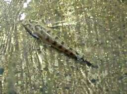 Image of Spotted snakehead