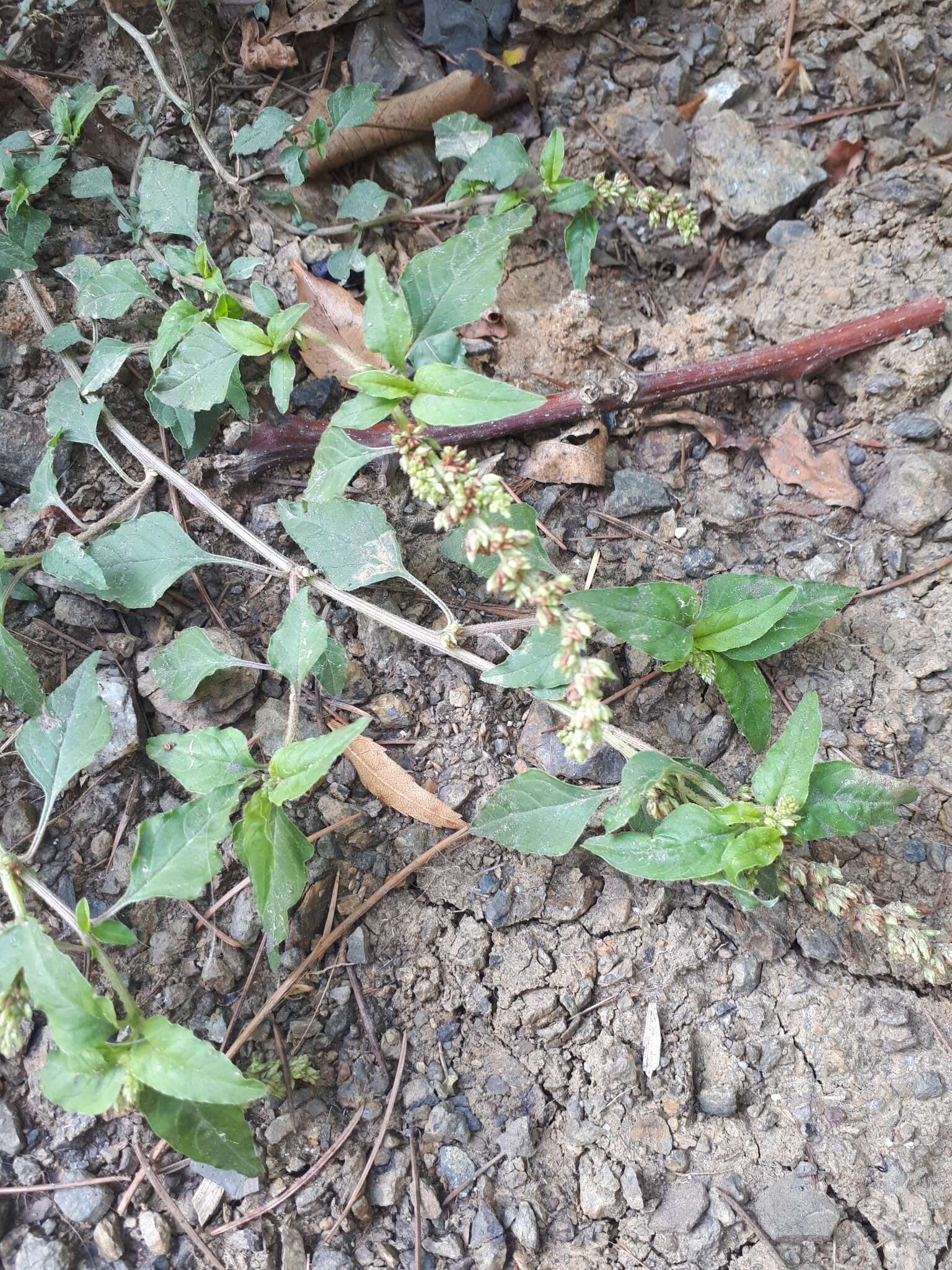 Image of largefruit amaranth