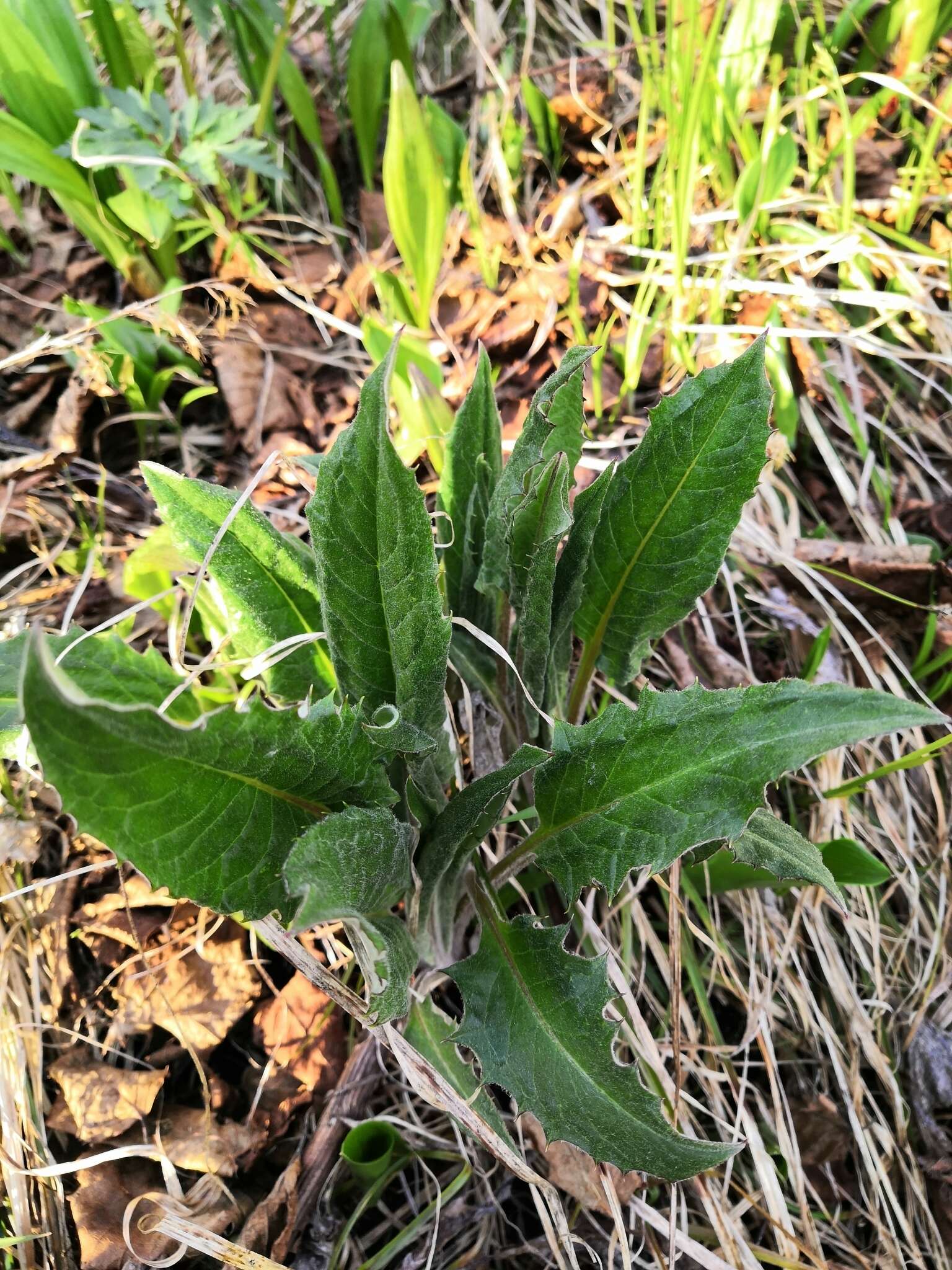 Image of Saussurea pseudotilesii Lipsch.