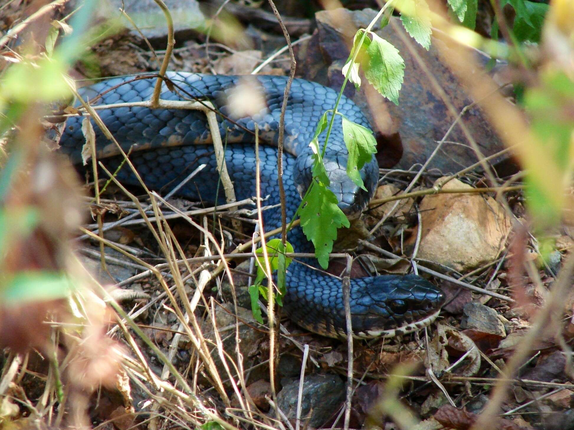 Image of Central American Indigo Snake